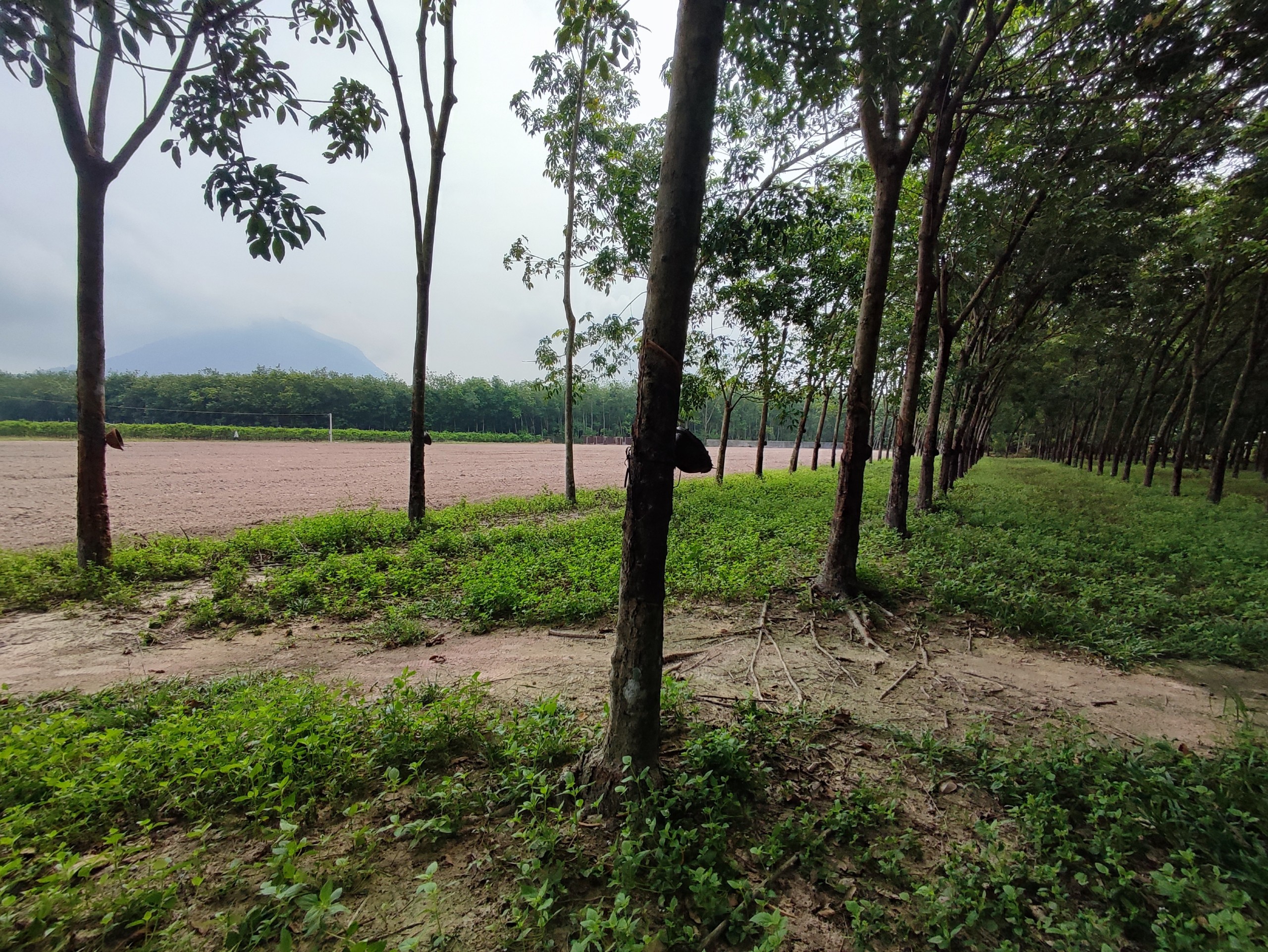 [Đất chính chủ cần bán gấp] Gần 18000m2 tại Ninh Lợi, Ninh Thạnh, TP. Tây Ninh, cách đường Kênh Tây 200m