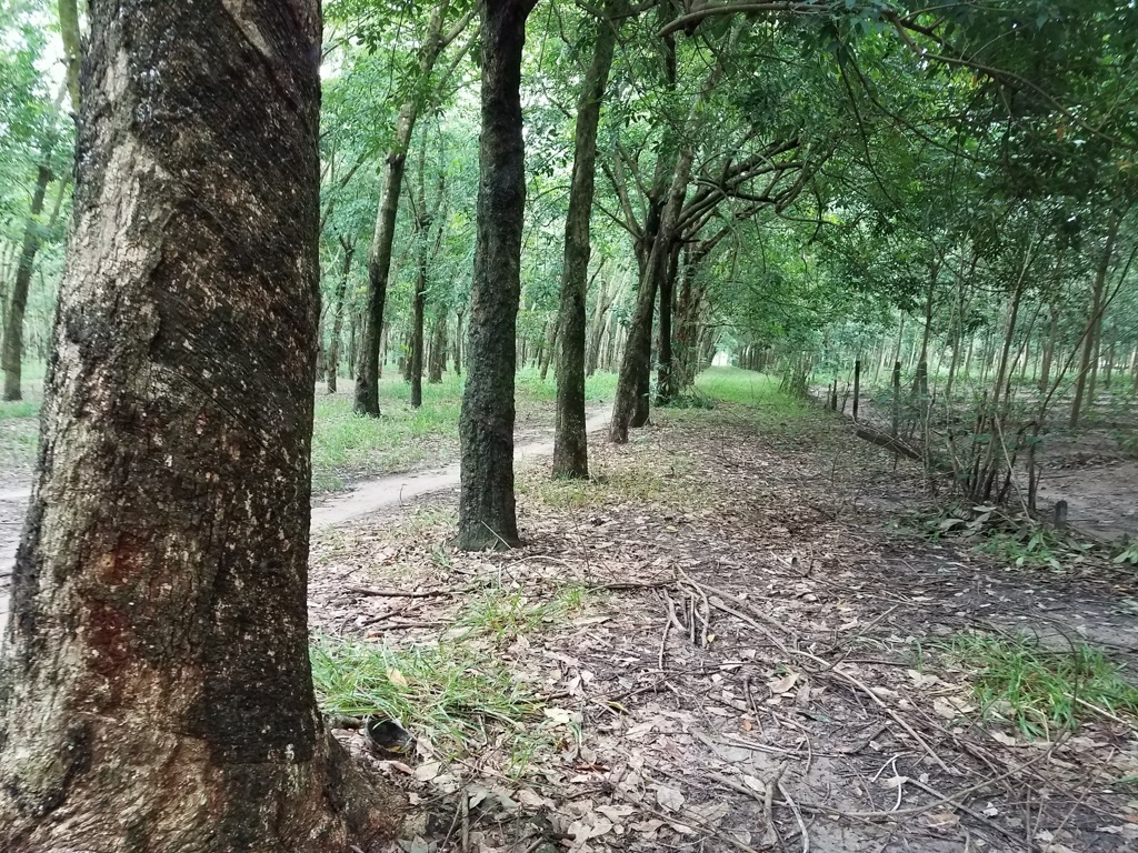 bán 2 mẫu đất cao su gần 40 năm tuổi phường Ninh Sơn giá 500 ngàn 1 mét vuông gần Quân Đội Tây Ninh