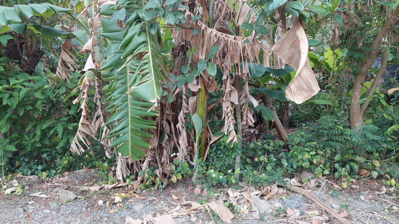 Đất Mặt Tiền Sông Vàm Cỏ, 20m mặt sông, 600m2 giá 1ty4 hàng hiếm